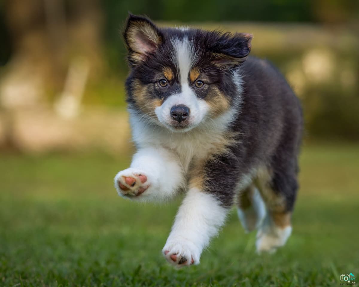 Australian Shepherd Puppies breeder image 2