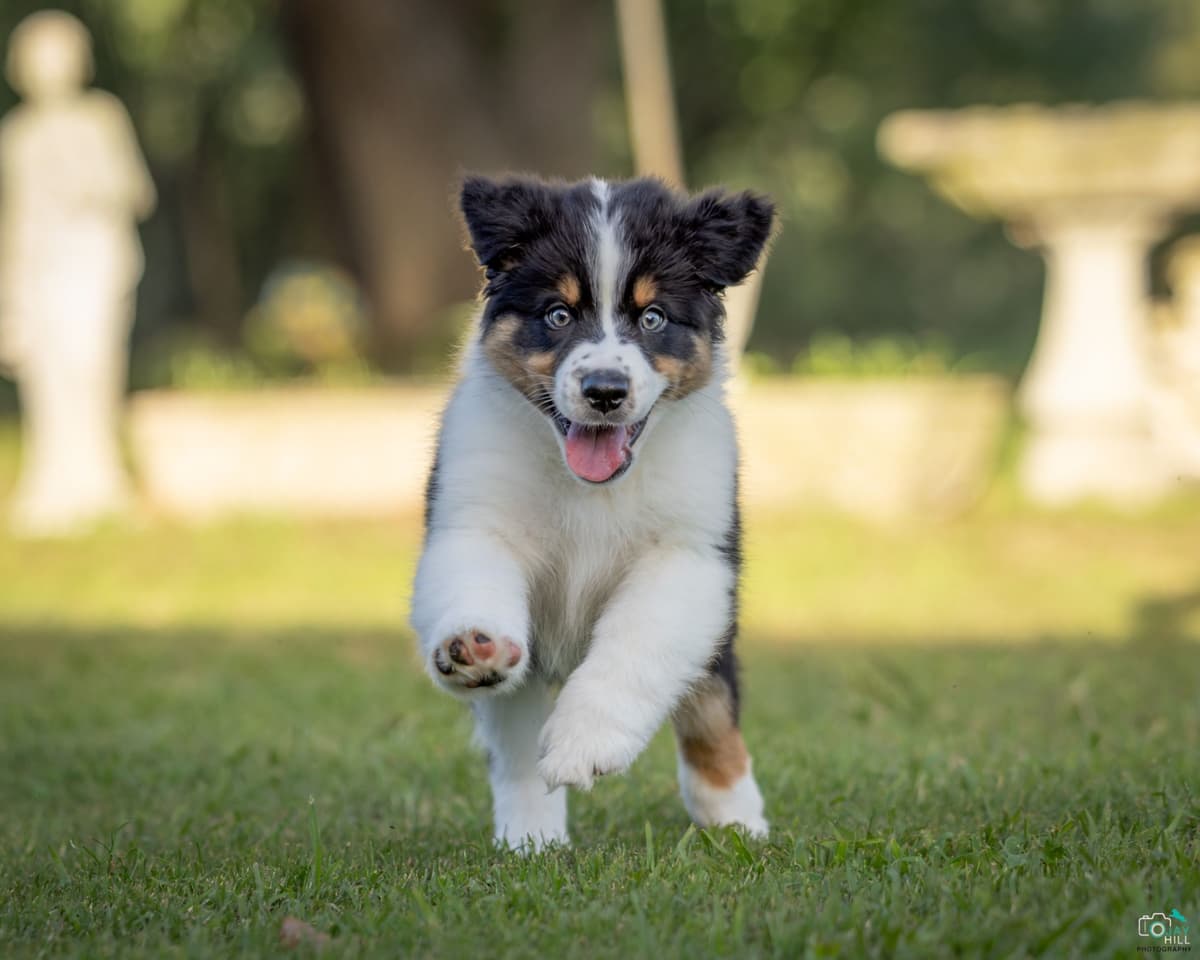 Australian Shepherd Puppies breeder image 1