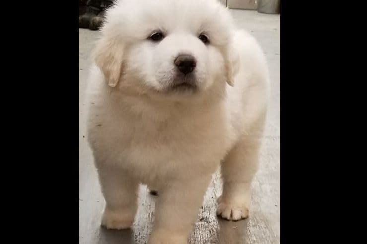 Great Pyrenees Puppies breeder image 3
