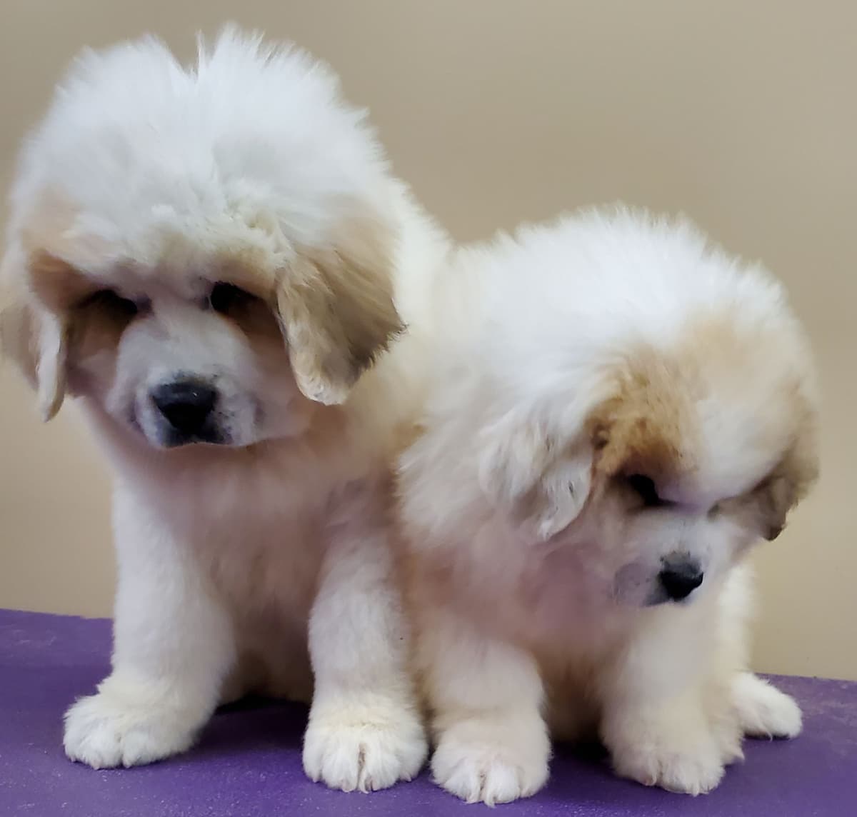 Great Pyrenees Puppies breeder image 5