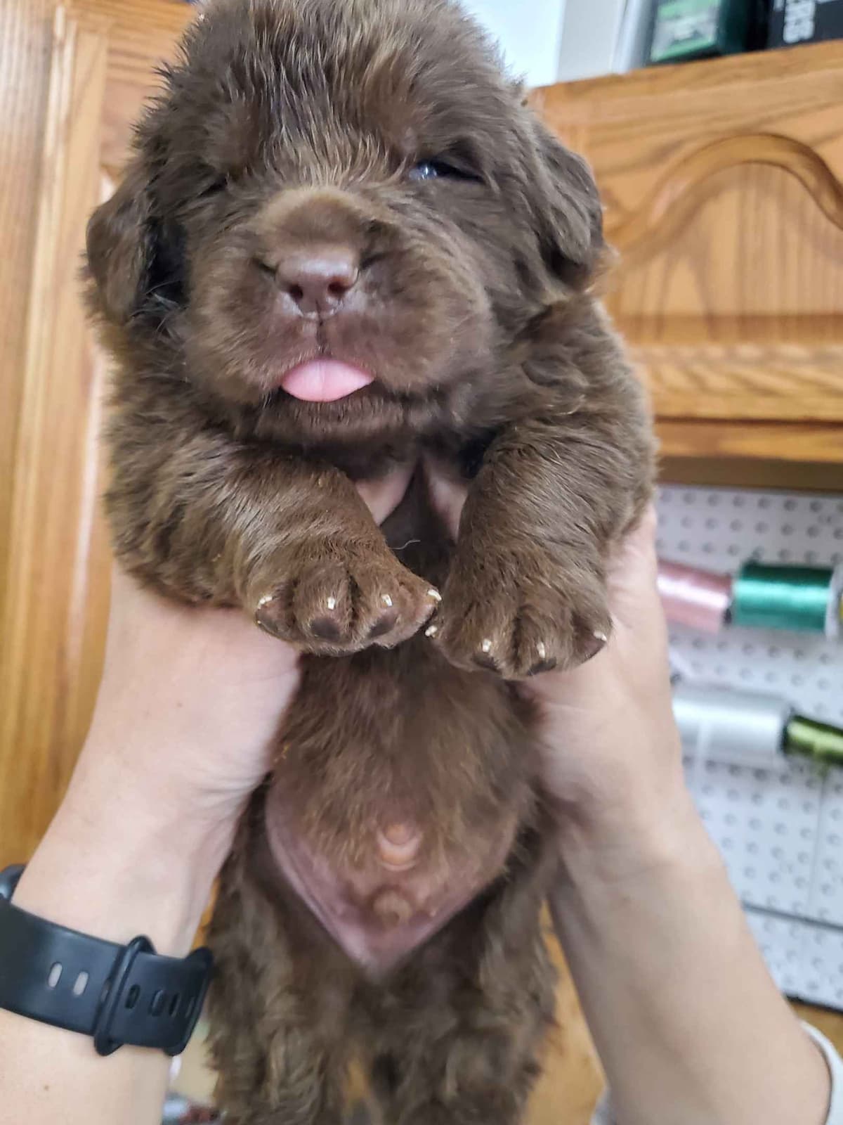 Great Pyrenees Puppies breeder image 7