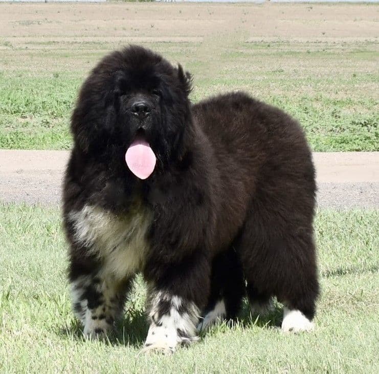 Great Pyrenees Puppies breeder image 10