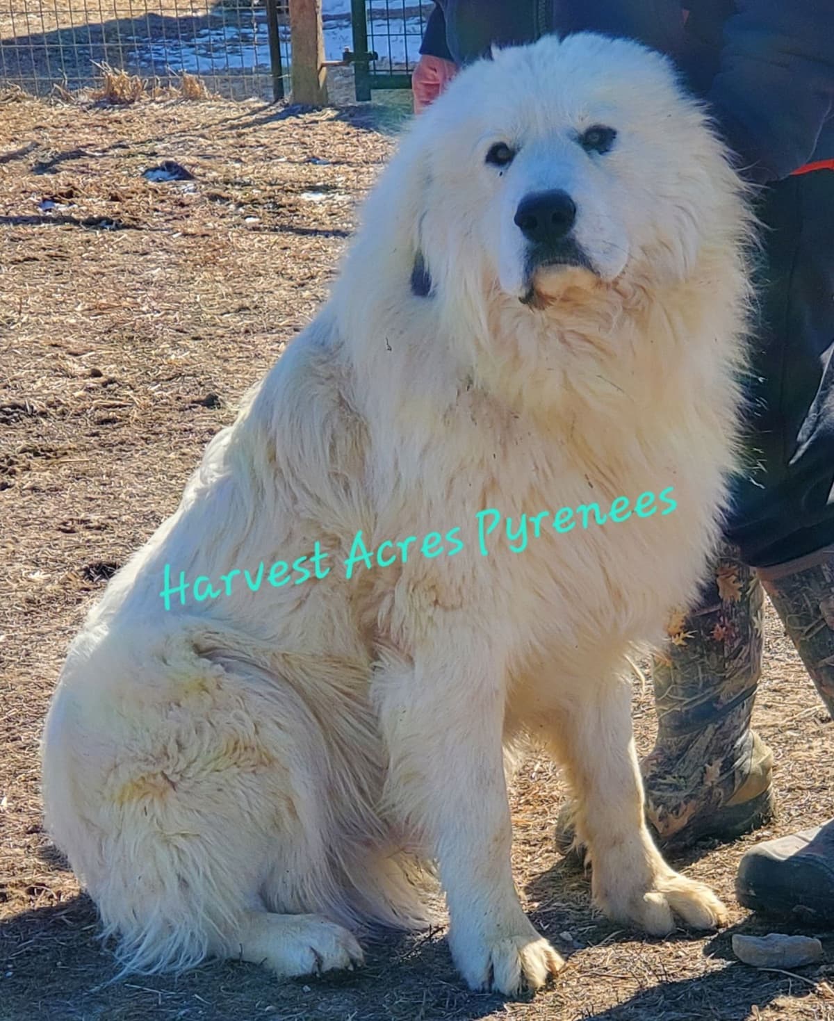 Great Pyrenees Puppies breeder image 11