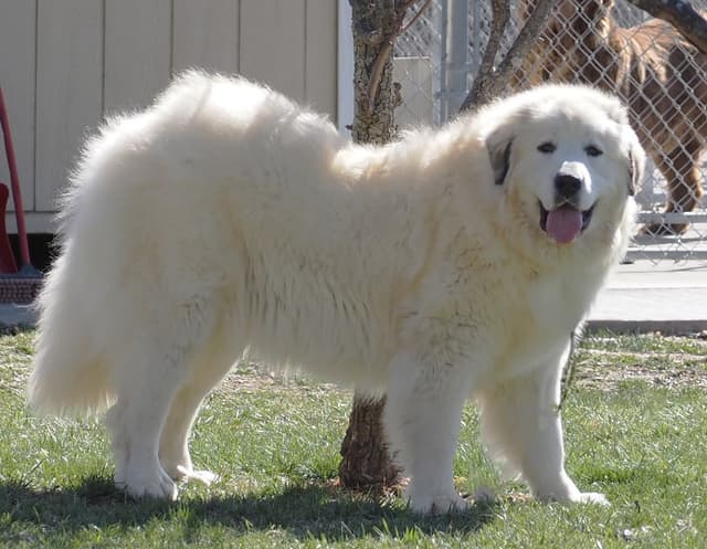 Great Pyrenees Puppies media 2