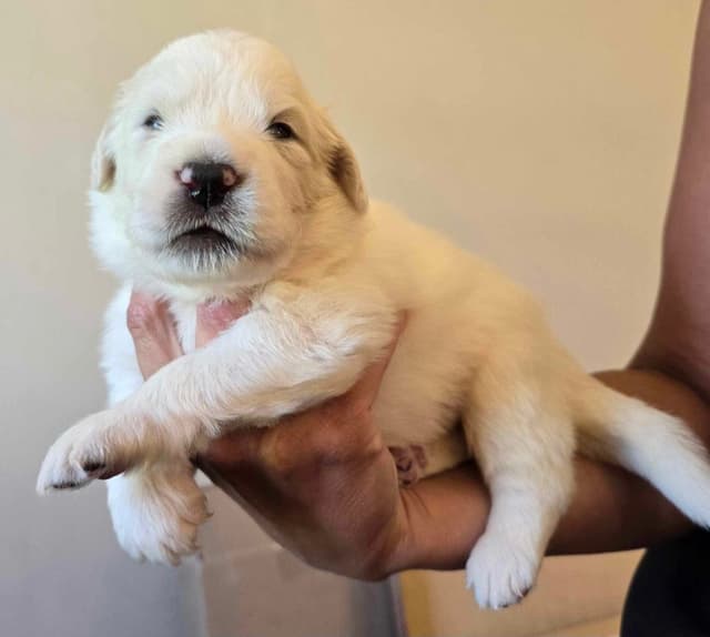 Great Pyrenees Puppies media 3