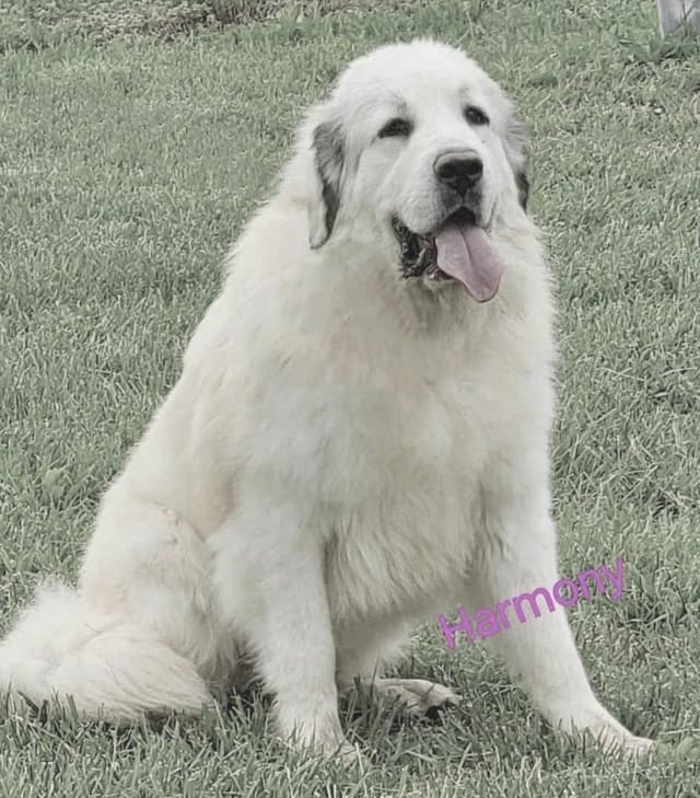 Great Pyrenees Puppies media 2