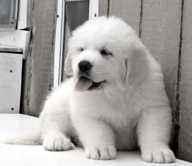 Great Pyrenees Puppies media 3