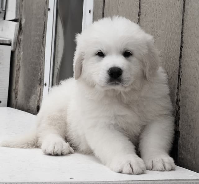 Great Pyrenees Puppies media 4