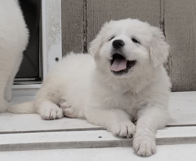 Great Pyrenees Puppies media 5