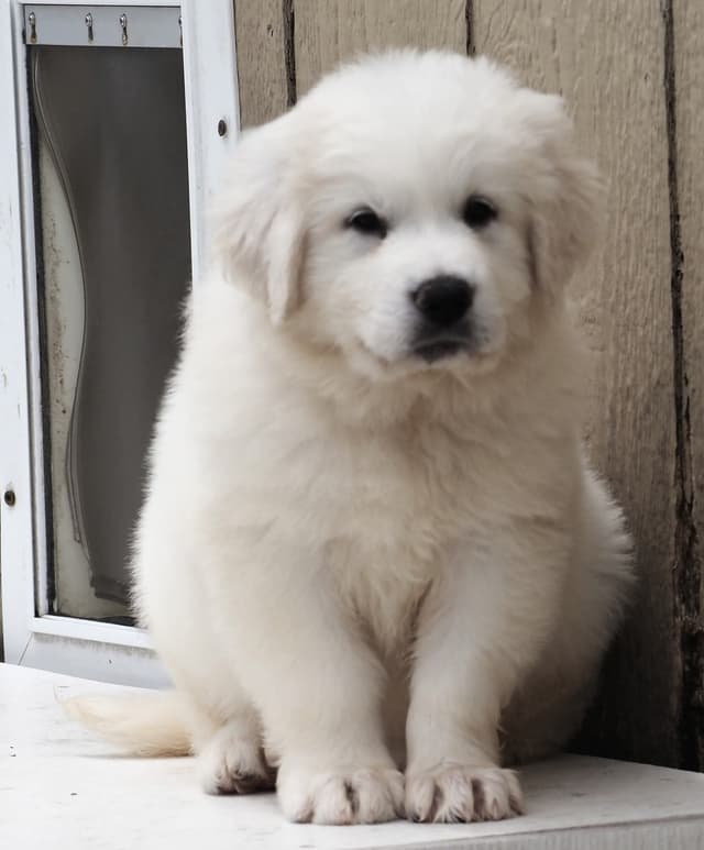 Great Pyrenees Puppies media 6