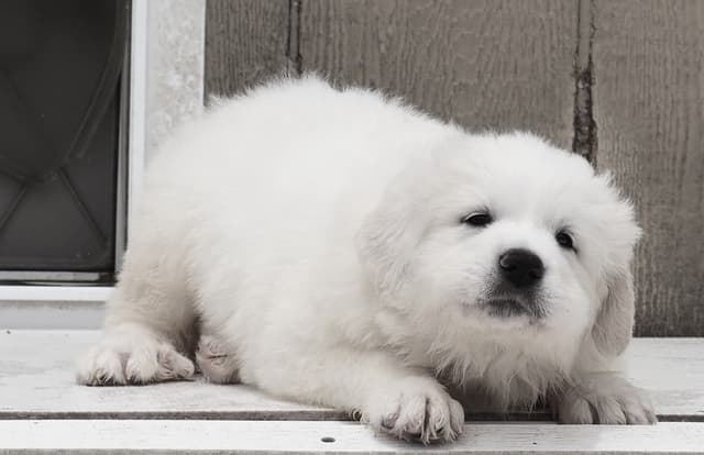Great Pyrenees Puppies media 7