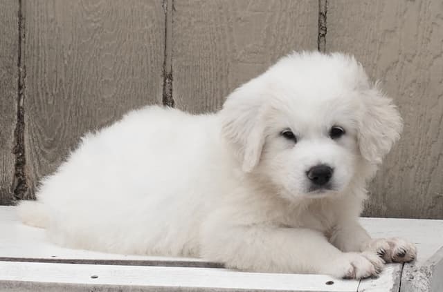 Great Pyrenees Puppies media 8