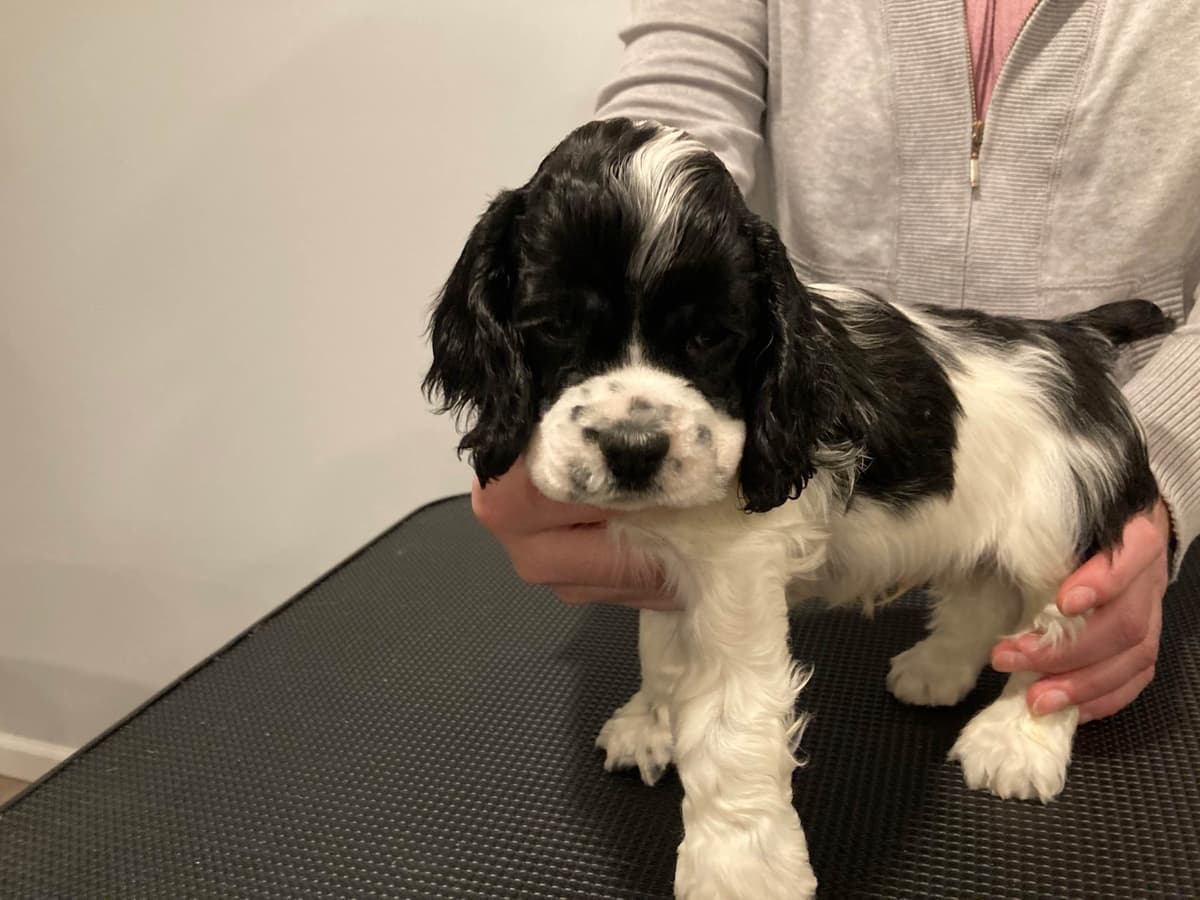 Cocker Spaniel Puppies breeder image 3