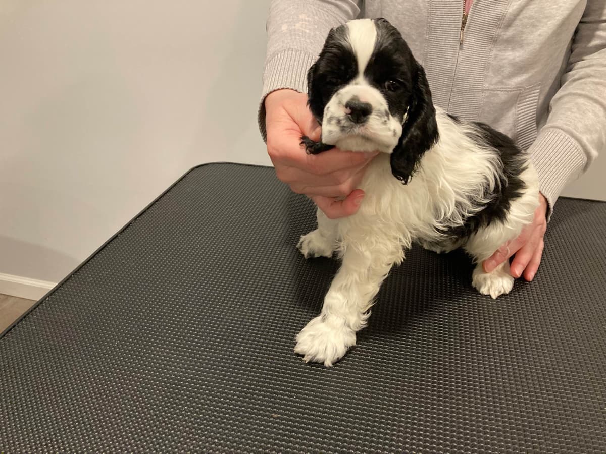 Cocker Spaniel Puppies breeder image 4