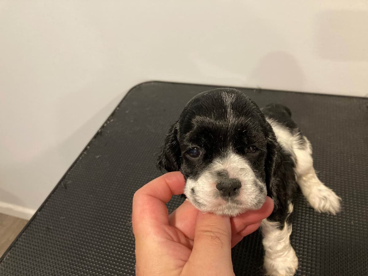 Cocker Spaniel Puppies breeder image 5