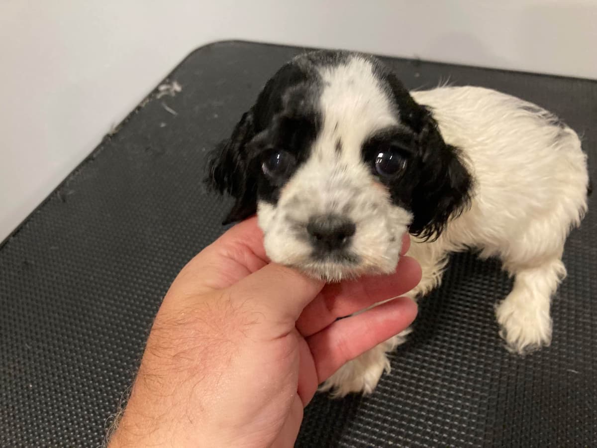 Cocker Spaniel Puppies breeder image 7