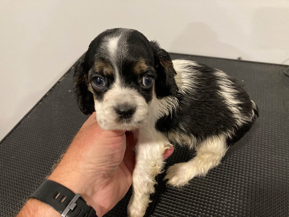 Cocker Spaniel Puppies breeder image 6