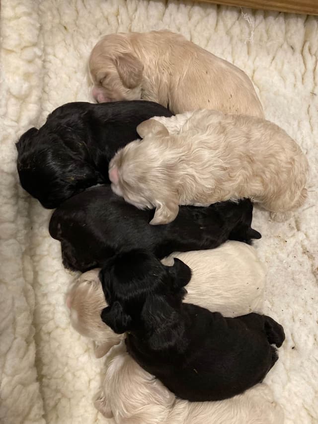 Cocker Spaniel Puppies media 2