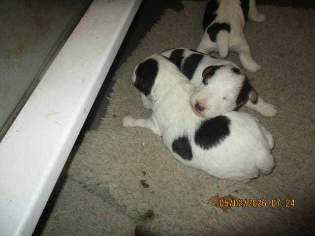 Wire Fox Terrier Puppies media 2