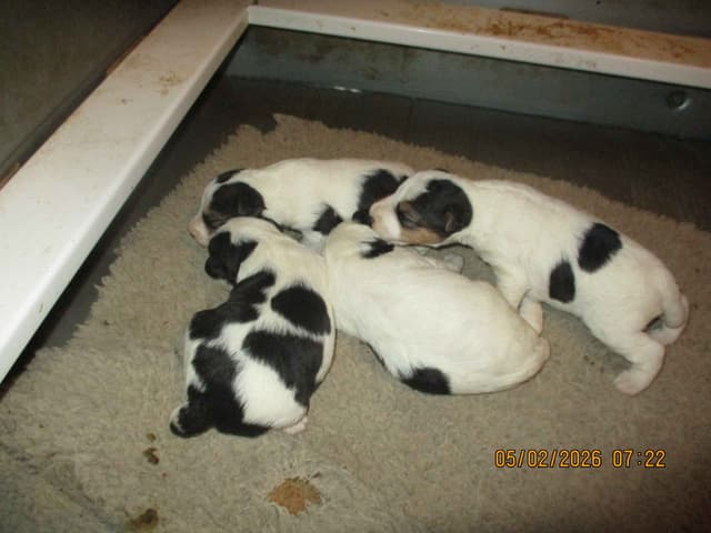 Wire Fox Terrier Puppies media 3