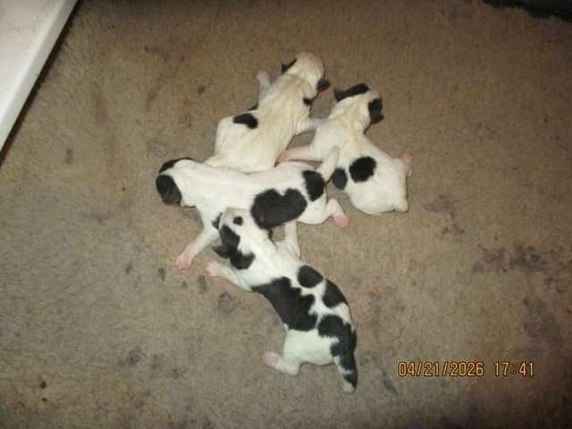 Wire Fox Terrier Puppies media 4