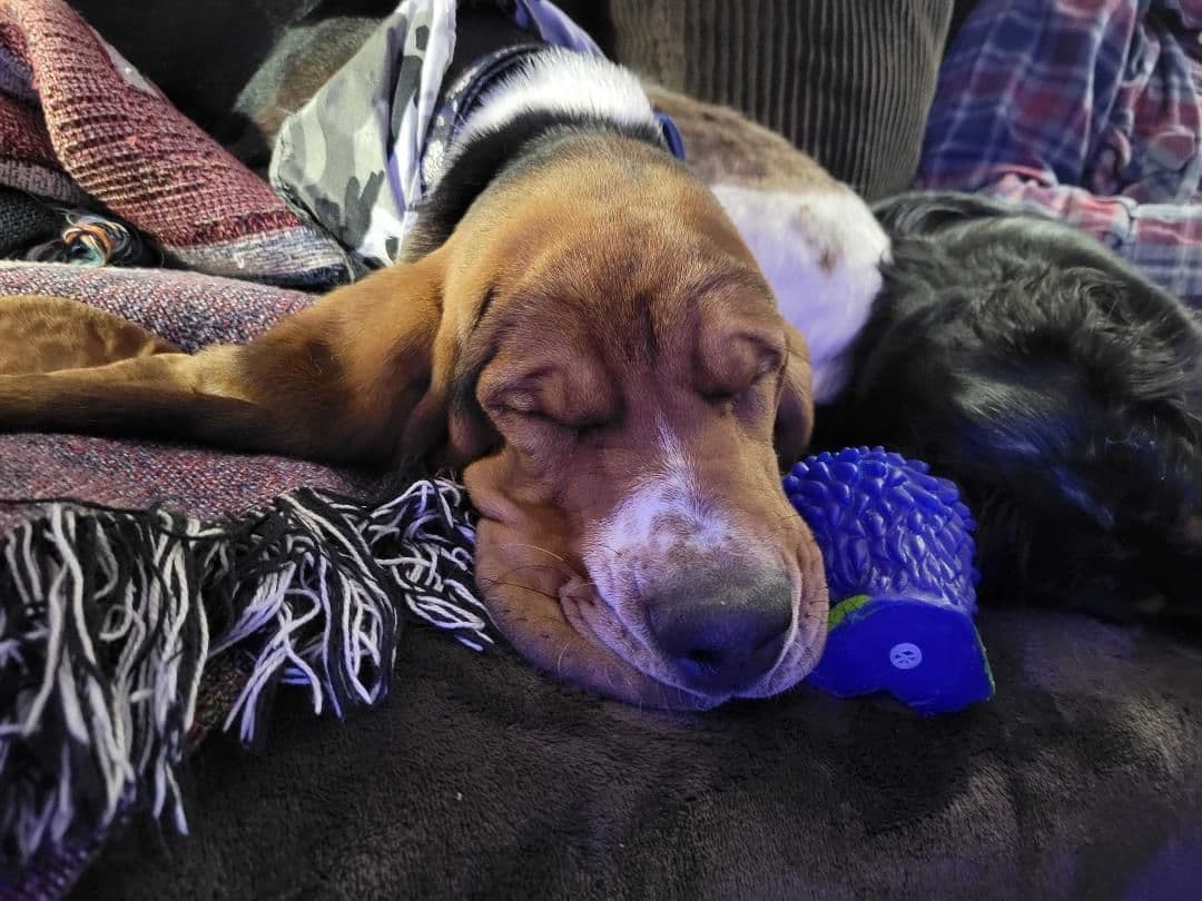 Hound Ears Bassets NC  $975 breeder image 2