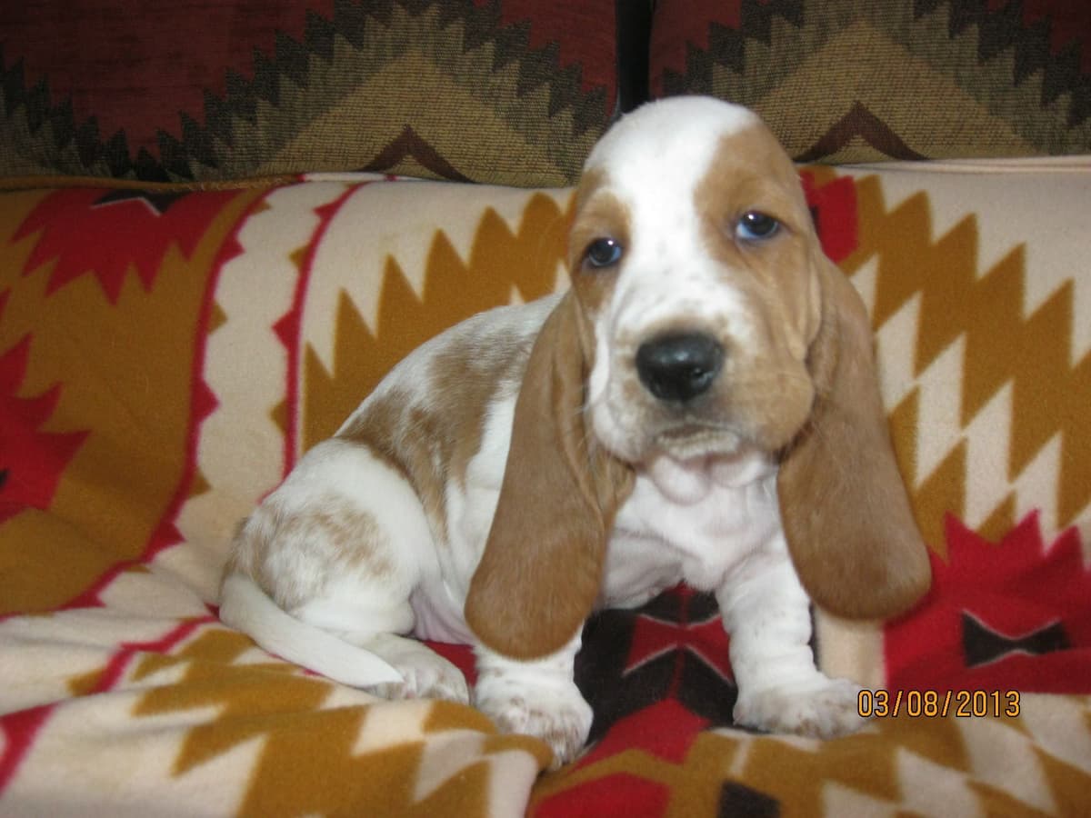 Hound Ears Bassets NC  $975 breeder image 3