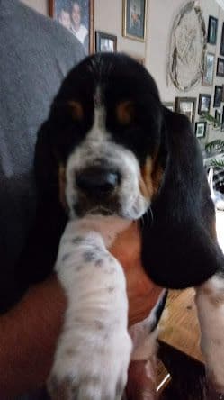 Hound Ears Bassets NC  $975 breeder image 5