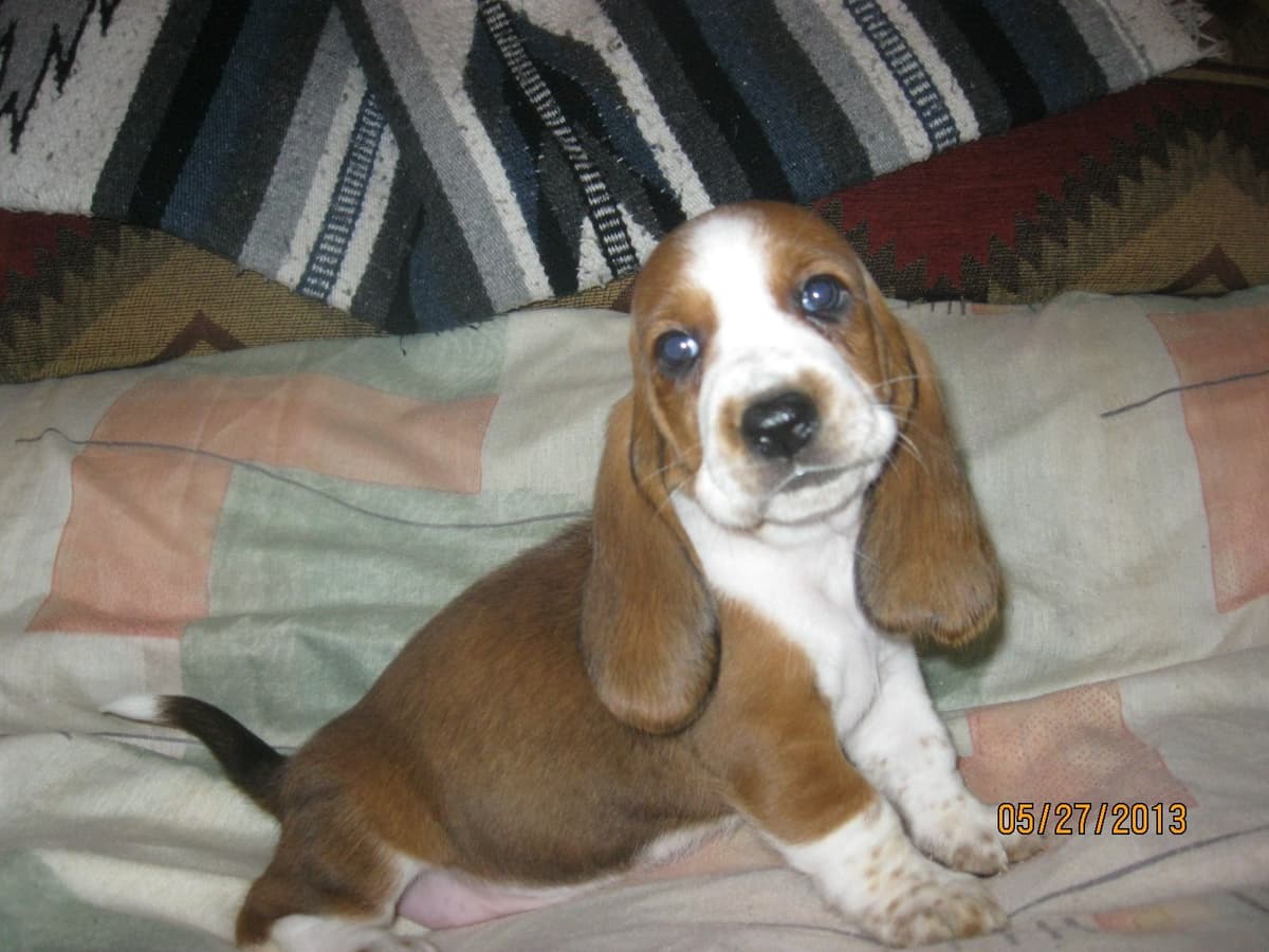 Hound Ears Bassets NC  $975 breeder image 6
