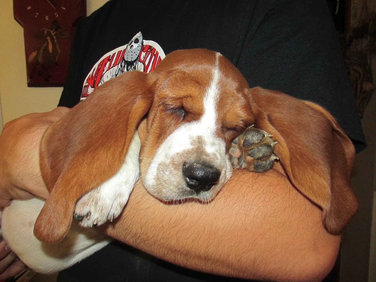 Hound Ears Bassets NC  $975 breeder image 7