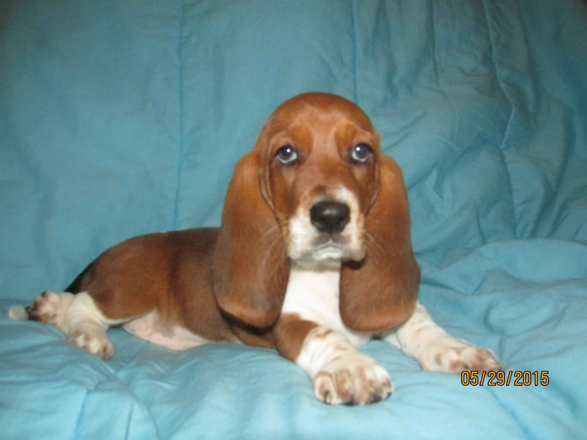 Hound Ears Bassets NC  $975 breeder image 8