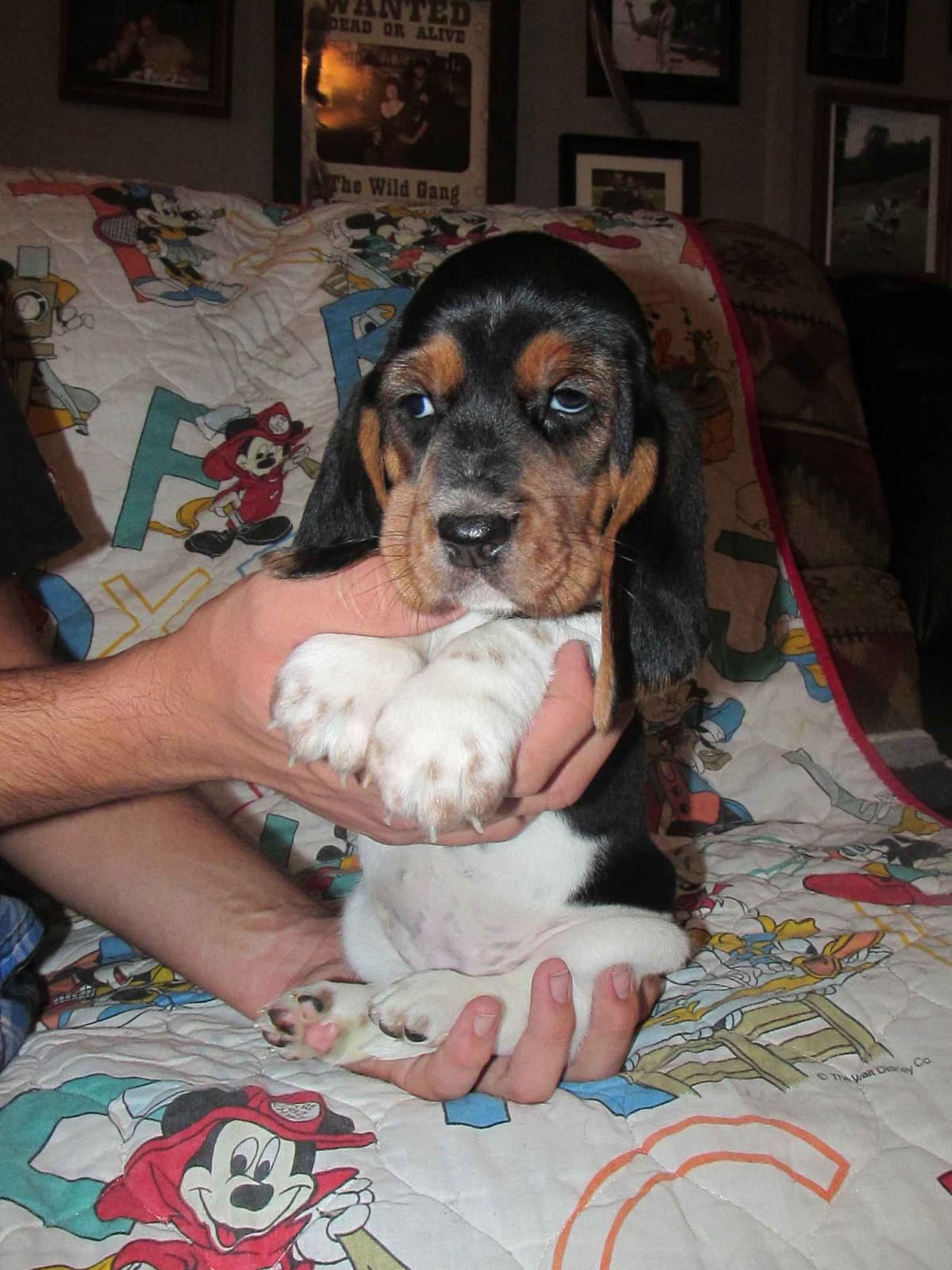 Hound Ears Bassets NC  $975 breeder image 10