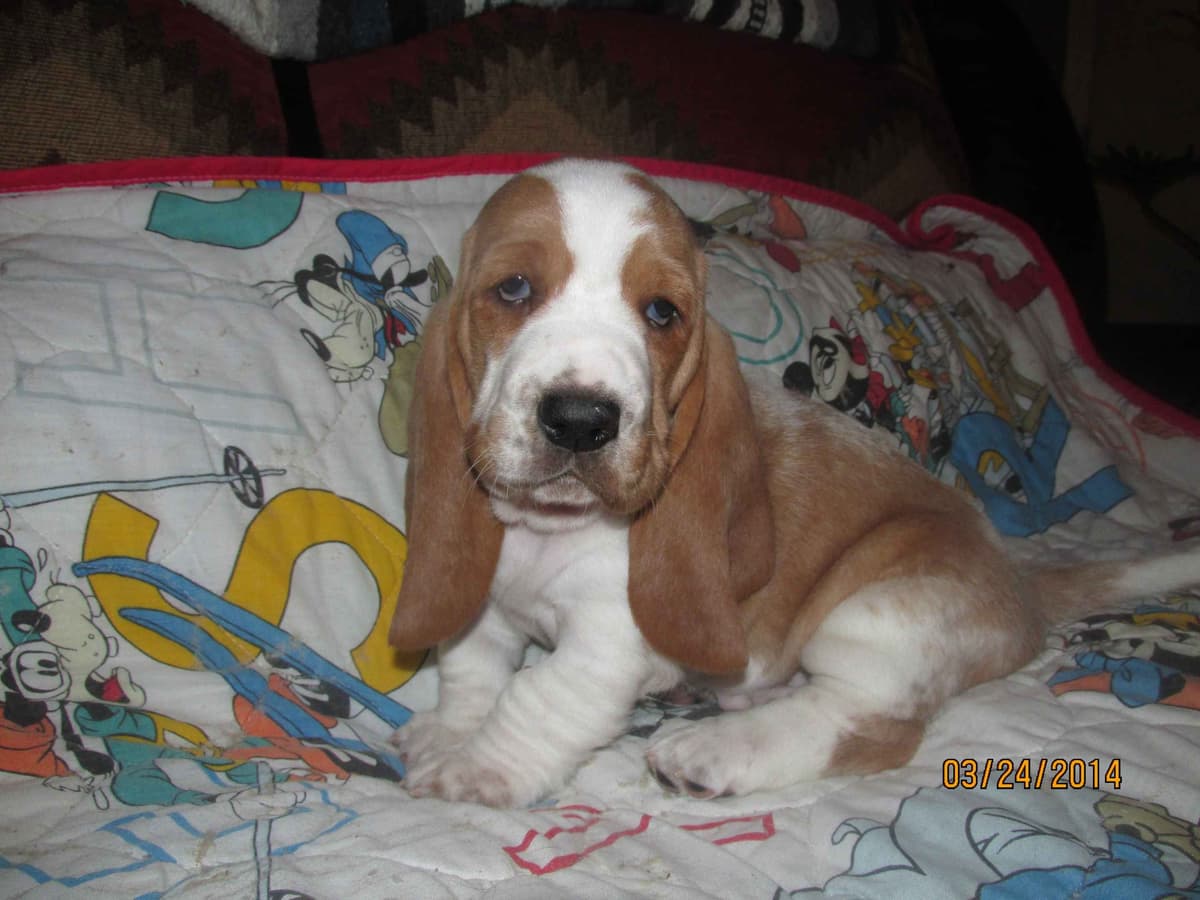 Hound Ears Bassets NC  $975 breeder image 11