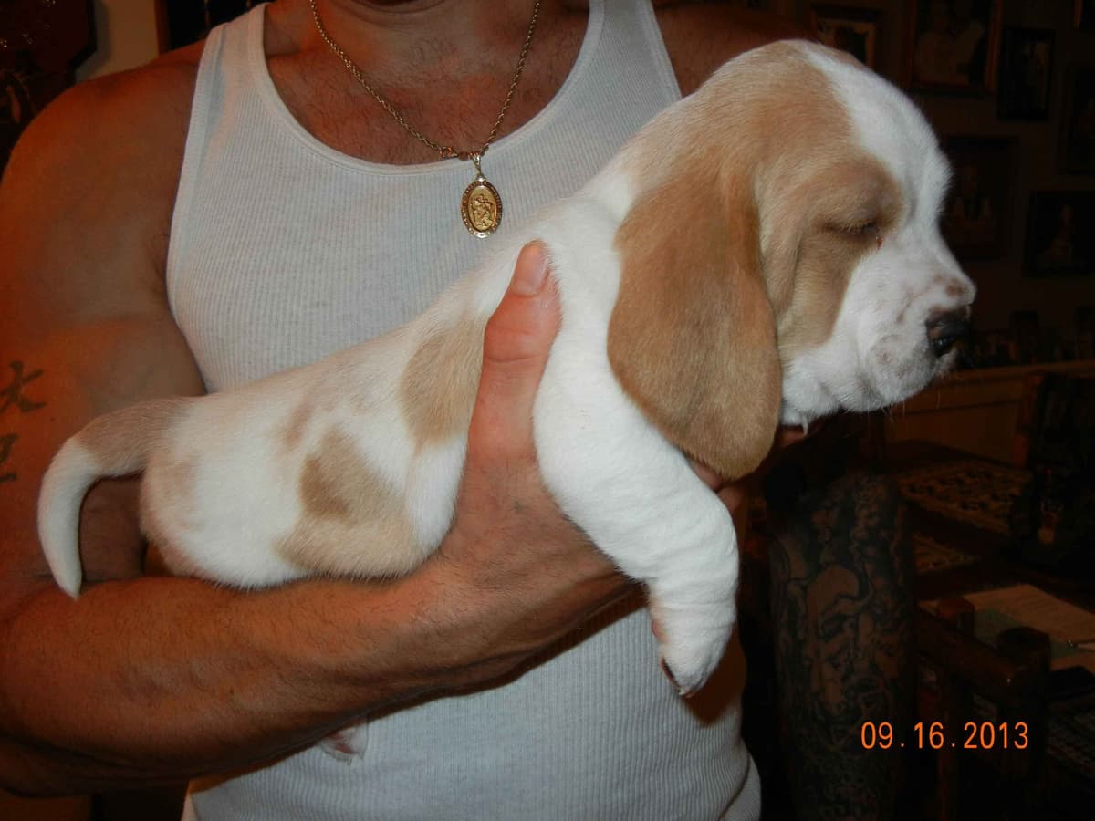 Hound Ears Bassets NC  $975 breeder image 12