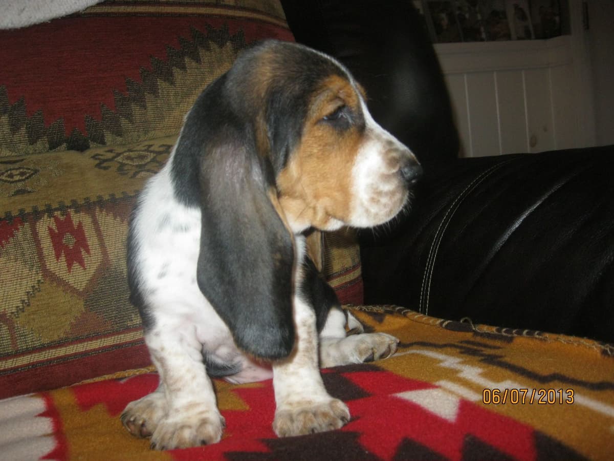 Hound Ears Bassets NC  $975 breeder image 13
