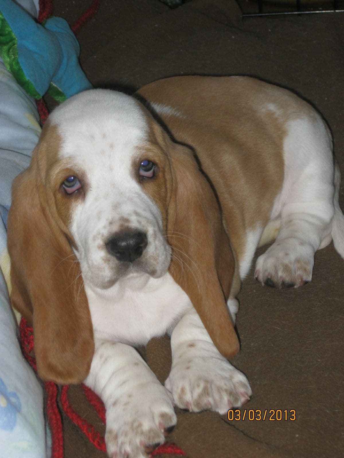 Hound Ears Bassets NC  $975 breeder image 14