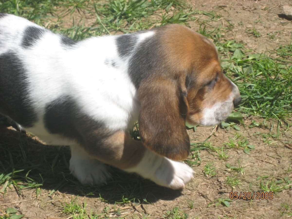 Hound Ears Bassets NC  $975 breeder image 16