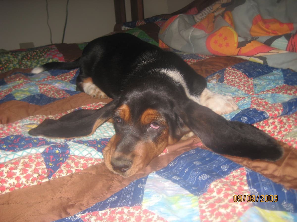 Hound Ears Bassets NC  $975 breeder image 17
