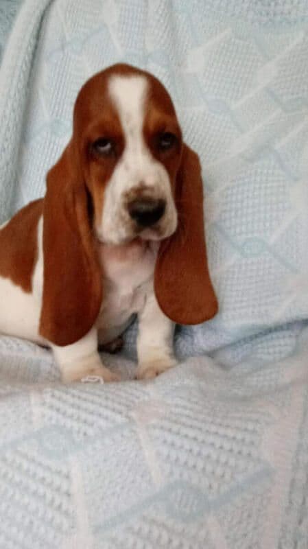 Hound Ears Bassets NC  $975 breeder image 18