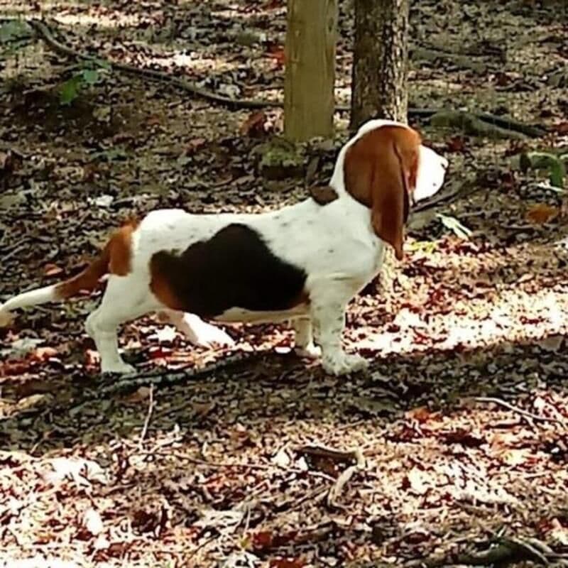 Hound Ears Bassets NC  $975 breeder image 20