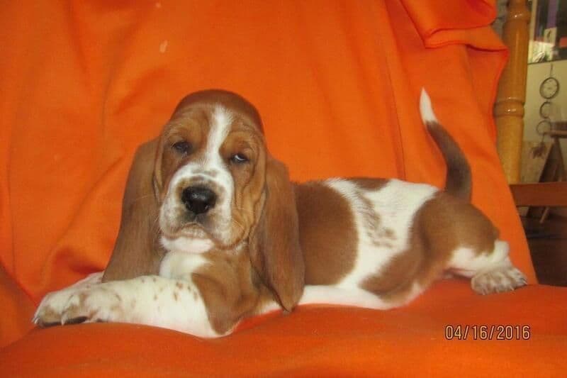 Hound Ears Bassets NC  $975 breeder image 21