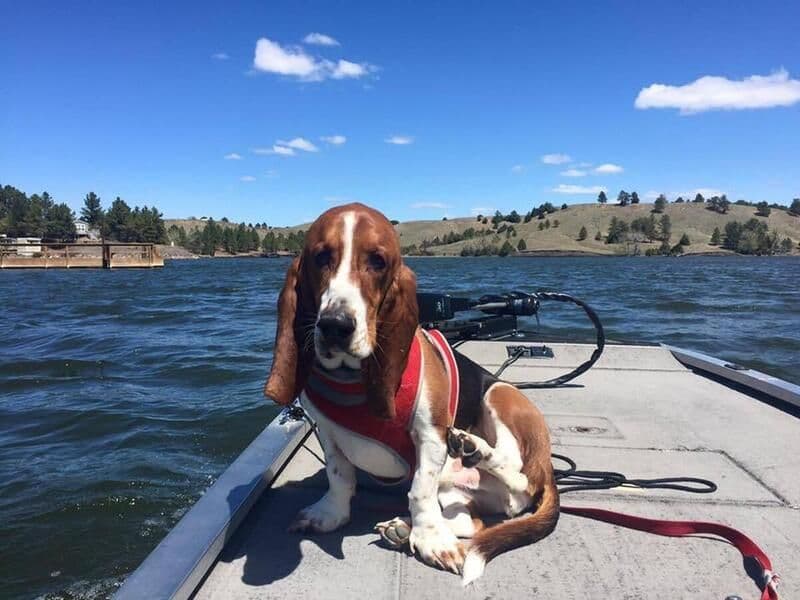 Hound Ears Bassets NC  $975 breeder image 22