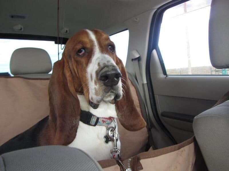 Hound Ears Bassets NC  $975 breeder image 23