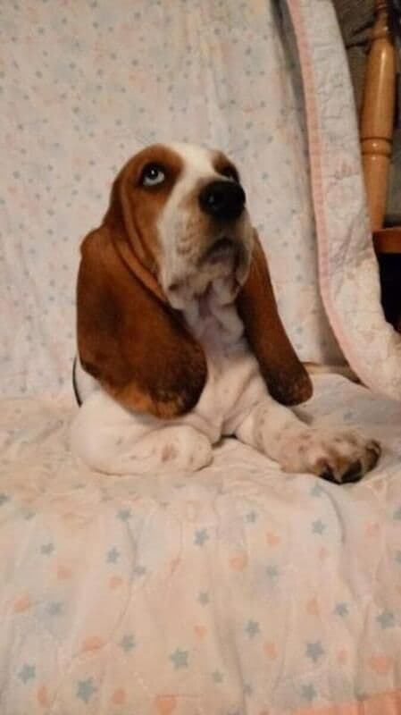 Hound Ears Bassets NC  $975 breeder image 24