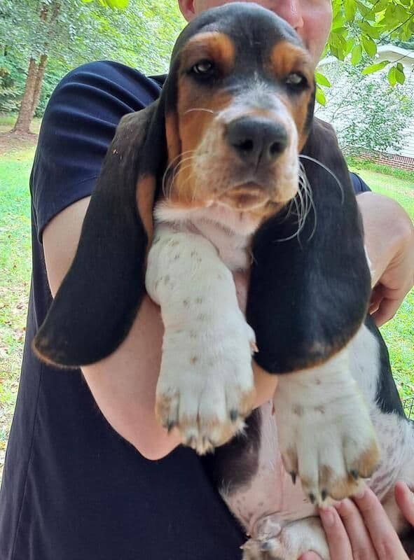 Hound Ears Bassets NC  $975 breeder image 25