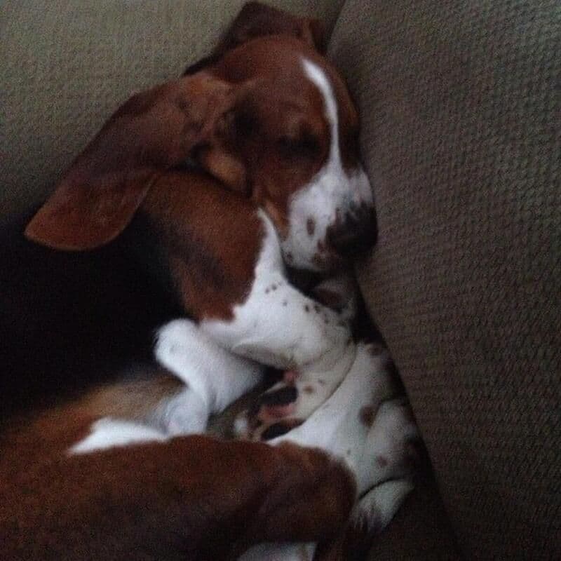 Hound Ears Bassets NC  $975 breeder image 26