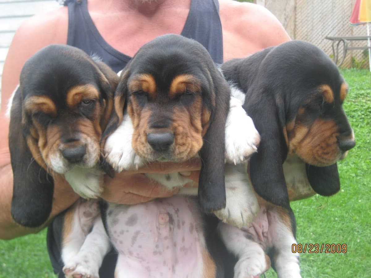 Hound Ears Bassets NC  $975 breeder image 27