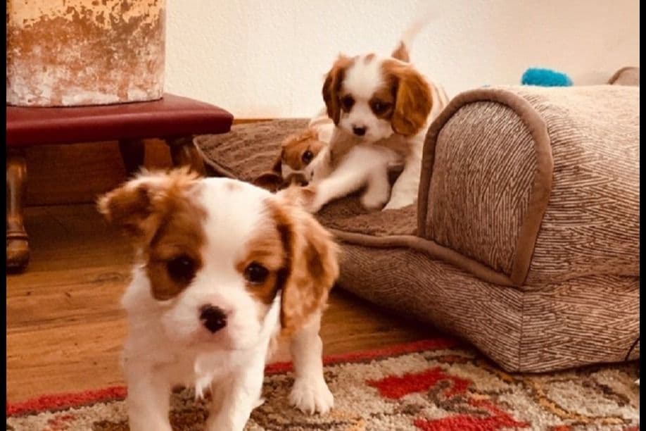 Cavalier King Charles Spaniel Puppies breeder image 2