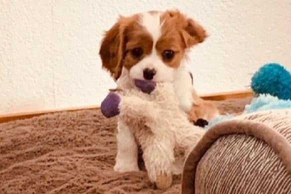 Cavalier King Charles Spaniel Puppies breeder image 3