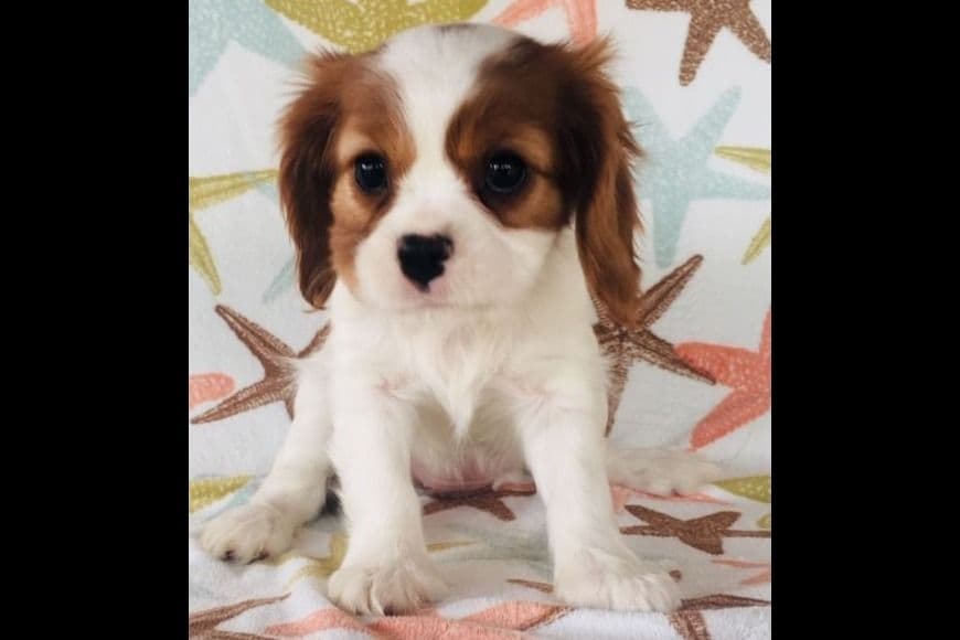 Cavalier King Charles Spaniel Puppies breeder image 4